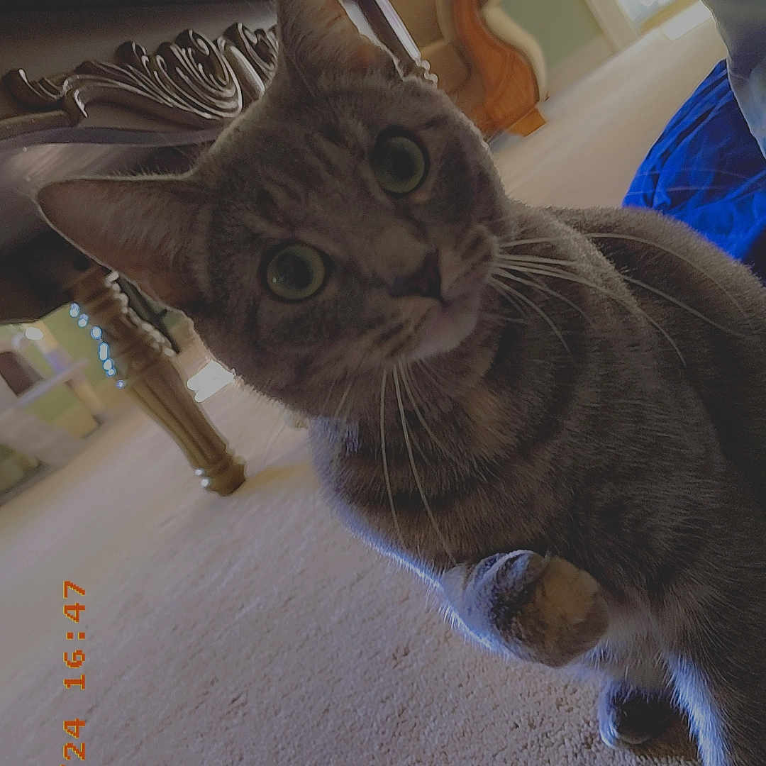 Diva joined the competition — help win amazing prizes! abyssinian, animal, architecture, boy, building, cat, child, couch, furniture, hardwood, indoors, kitten, livingroom, male, manx, person, pet, plywood, room, wood