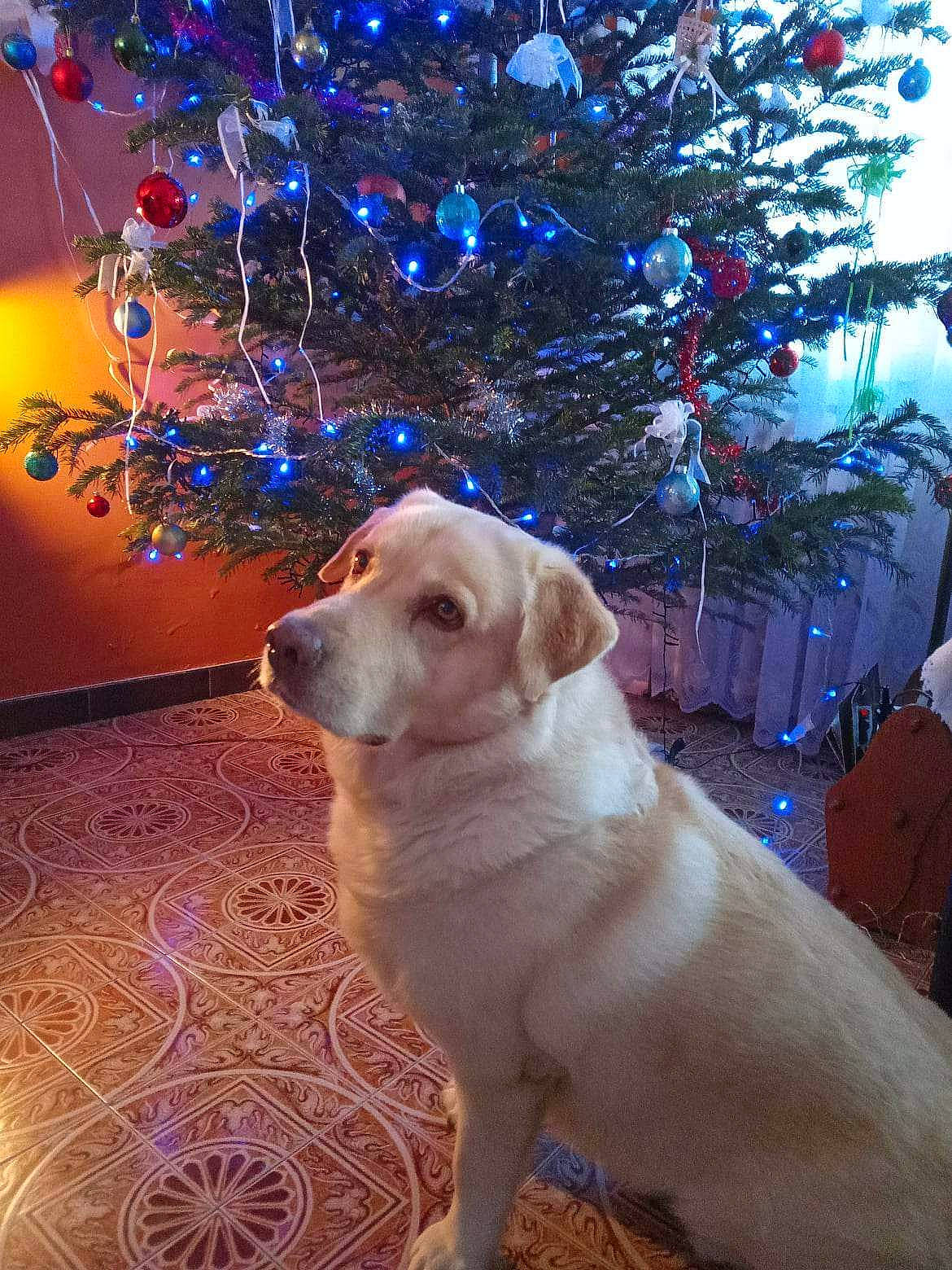 Heros participe au concours pour gagner de l'argent avec cette photo : blue, canidae, carnivore, christmas, christmas_decoration, christmas_eve, christmas_ornament, christmas_tree, companion_dog, dog, dog_breed, electric_blue, event, fawn, gun_dog, holiday, plant, sporting_group, tree, wood