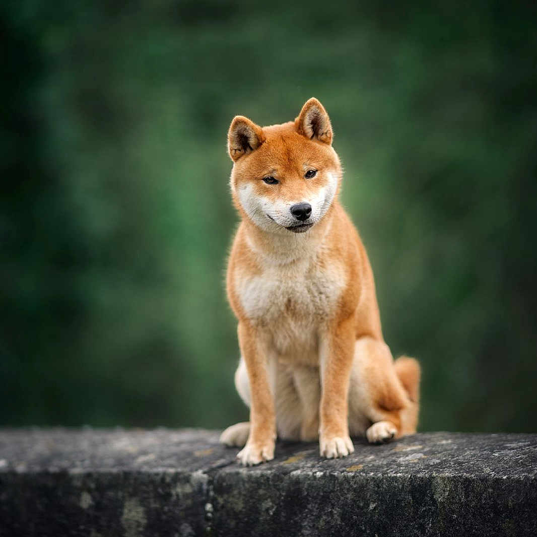 Løki a rejoint le concours — aidez-le/la à gagner de superbes lots ! alert, animal, background_blur, calm, canine, cute, dog, ears, face, fur, green, mammal, nature, outdoor, pet, portrait, shiba_inu, sitting, stone, whiskers