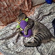 Cleetus is registered to the contest to win money with this photo: blanket, cat, couch, cozy, cute, domestic_animal, feline, green_toy, indoor, paisley_pattern, patterned_blanket, pet, pillow, purple_toy, resting, sleepy, soft_texture, striped_fur, stuffed_toy, tabby_cat