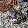 blanket, cat, couch, cozy, cute, domestic_animal, feline, green_toy, indoor, paisley_pattern, patterned_blanket, pet, pillow, purple_toy, resting, sleepy, soft_texture, striped_fur, stuffed_toy, tabby_cat