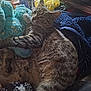 cat, tabby_cat, stuffed_toy, blue_teddy_bear, blanket, clothing, indoor, resting, feline, pet, fur, whiskers, cozy, sleepy, domestic_animal, comfort, animal, couch, pile, soft
