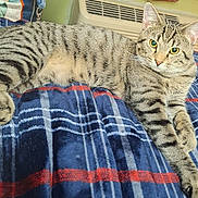 Cleets is registered to the contest to win money with this photo: animal, blanket, blue, cat, cozy, ears, eyes, feline, fur, heater, home, indoor, lying_down, pet, plaid, red, resting, striped, tabby, whiskers