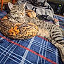 cat, tabby_cat, sleeping, bed, pillow, plaid, blanket, indoor, fur, striped, resting, cozy, domestic_animal, pet, feline, mammal, home, relaxing, comfort, nap