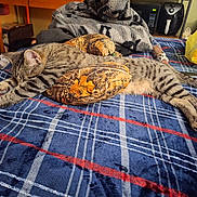 Cleets joined the competition — help win amazing prizes! cat, tabby, sleeping, blanket, plaid, pillow, camo_pattern, bedroom, indoor, furniture, relaxing, striped, pet, fur, whiskers, animal, cozy, resting, clutter, household