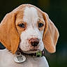 Nala a rejoint le concours — aidez-le/la à gagner de superbes lots ! puppy, dog, beagle, portrait, close_up, floppy_ears, brown_and_white, fur, eyes, nose, collar, tag, qr_code, pet, animal, adorable, cute, outdoor, blurred_background, photography