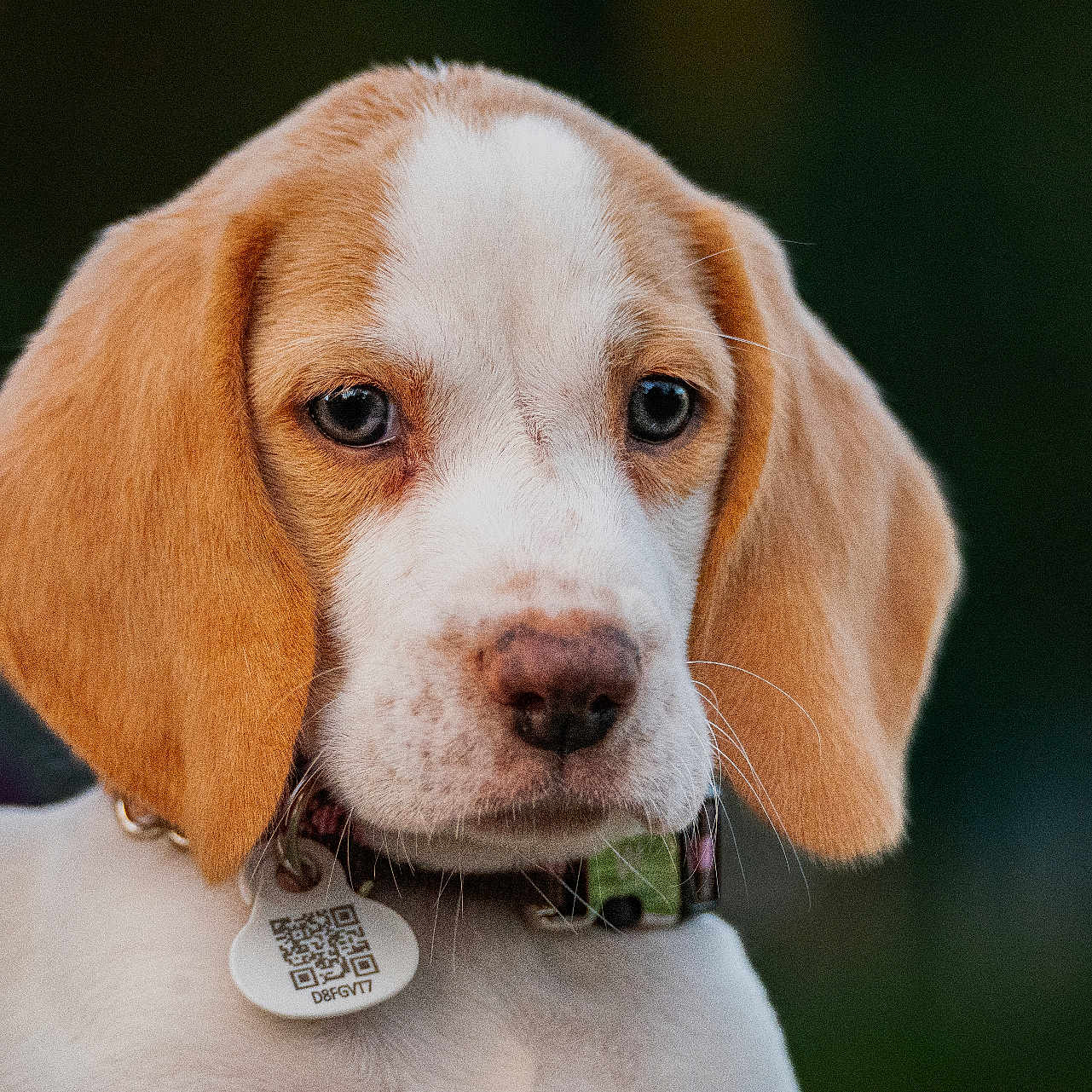 Nala
