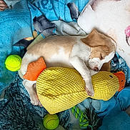 Nala participe au concours pour gagner de l'argent avec cette photo : puppy, dog, sleeping, pet, animal, toy, plush_toy, tennis_ball, blanket, cuddle, indoors, cozy, resting, brown_and_white, small_dog, puppy_face, soft_fabric, colorful, portrait, relaxed