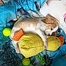 puppy, dog, sleeping, pet, animal, toy, plush_toy, tennis_ball, blanket, cuddle, indoors, cozy, resting, brown_and_white, small_dog, puppy_face, soft_fabric, colorful, portrait, relaxed