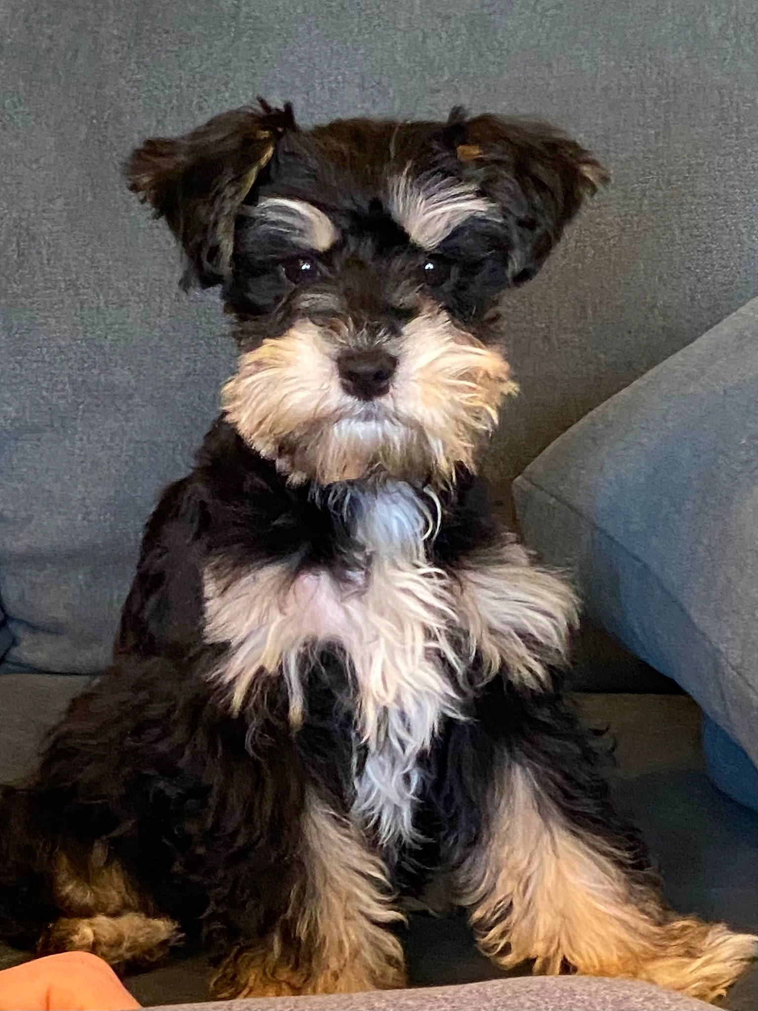 Eden is registered to the contest to win money with this photo: biewer_terrier, canidae, carnivore, companion_dog, dog, dog_breed, dog_supply, fashion_accessory, fur, liver, small_terrier, snout, sporting_group, tail, terrier, toy_dog, working_animal, yorkipoo