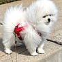 Chanel is registered to the contest to win money with this photo: dog, pomeranian, white_fur, fluffy, pet, leash, harness, sidewalk, outdoor, grass, road, car, animal, canine, small_dog, walking, daylight, cute, pet_accessory, nature