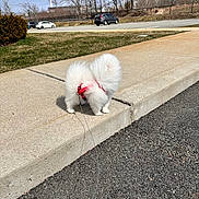 Chanel is registered to the contest to win money with this photo: dog, white, fluffy, sidewalk, harness, leash, outdoor, daytime, grass, trees, car, parking_lot, cloudy_sky, curb, pavement, walking, pet, small_dog, red_harness, nature