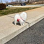 dog, white, fluffy, sidewalk, harness, leash, outdoor, daytime, grass, trees, car, parking_lot, cloudy_sky, curb, pavement, walking, pet, small_dog, red_harness, nature