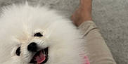 Chanel joined the competition — help win amazing prizes! dog, pomeranian, pet, fluffy, white, pink_sweater, indoor, carpet, lap, happy, tongue_out, small_dog, fur, cute, smiling, person, foot, casual, home, cozy