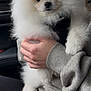 dog, pomeranian, puppy, fluffy, white_fur, pet, person, hand, sweatshirt, grey_clothing, car_interior, seat, bag, zipper, closeup, cute, animal, portrait, indoor, furry