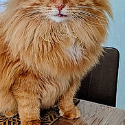 Catherine B a rejoint le concours — aidez-le/la à gagner de superbes lots ! cat, orange_cat, fluffy, long_hair, pet, indoor, table, wooden_table, curious, sitting, face, whiskers, ears, eyes, mouth, furniture, home, decor, closeup, domestic_cat