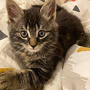 Rou a rejoint le concours — aidez-le/la à gagner de superbes lots ! kitten, cat, pet, animal, furry, cute, bed, blanket, stuffed_toys, plush, indoor, cozy, soft, young, tabby, whiskers, ears, paws, resting, curious