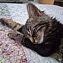 cat, kitten, sleeping, tabby, fur, paw, indoor, quilt, floral_pattern, bed, resting, cute, pet, animal, cozy, closeup, feline, whiskers, relaxing, soft