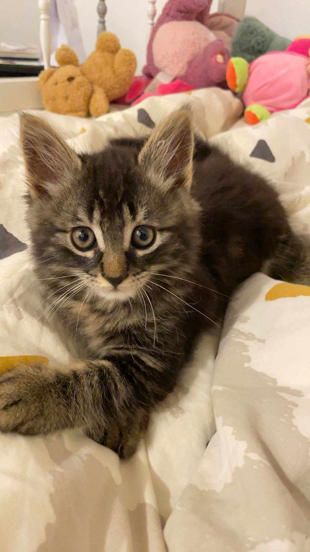 Milo a rejoint le concours — aidez-le/la à gagner de superbes lots ! kitten, cat, pet, animal, furry, cute, bed, blanket, stuffed_toys, plush, indoor, cozy, soft, young, tabby, whiskers, ears, paws, resting, curious
