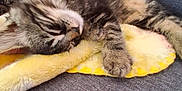 Milo a rejoint le concours — aidez-le/la à gagner de superbes lots ! kitten, cat, sleeping, tabby, feline, pet, cozy, blanket, couch, furniture, resting, cute, domestic_animal, fur, paw, indoor, relaxation, patterned_cushion, soft, nap