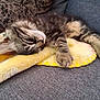 kitten, cat, sleeping, tabby, feline, pet, cozy, blanket, couch, furniture, resting, cute, domestic_animal, fur, paw, indoor, relaxation, patterned_cushion, soft, nap