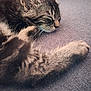 kitten, cat, sleeping, tabby, fur, paw, closeup, resting, cute, pet, animal, cozy, indoor, soft, gray, relaxation, mammal, whiskers, young, adorable