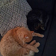 Rouky a rejoint le concours — aidez-le/la à gagner de superbes lots ! cat, cats, sleeping, couch, pillow, knitted_pillow, furniture, cozy, indoor, resting, pet, fur, orange_cat, tabby_cat, dark_cat, animal, relaxation, home, domestic, companion