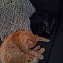 Rouky a rejoint le concours — aidez-le/la à gagner de superbes lots ! animal, cat, cats, companion, couch, cozy, dark_cat, domestic, fur, furniture, home, indoor, knitted_pillow, orange_cat, pet, pillow, relaxation, resting, sleeping, tabby_cat