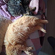 Rouky a rejoint le concours — aidez-le/la à gagner de superbes lots ! animal, bed, blanket, cat, comfort, cozy, cute, feline, fluffy, fur, home, indoor, nap, orange_cat, pets, relaxation, resting, sleeping, soft, tabby_cat