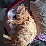Rouky participe au concours pour gagner de l'argent avec cette photo : animal, bed, blanket, cat, comfort, cozy, cute, domestic_animal, feline, fur, indoor, nap, orange_cat, pets, relaxation, resting, sleeping, soft_texture, tabby_cat, two_cats