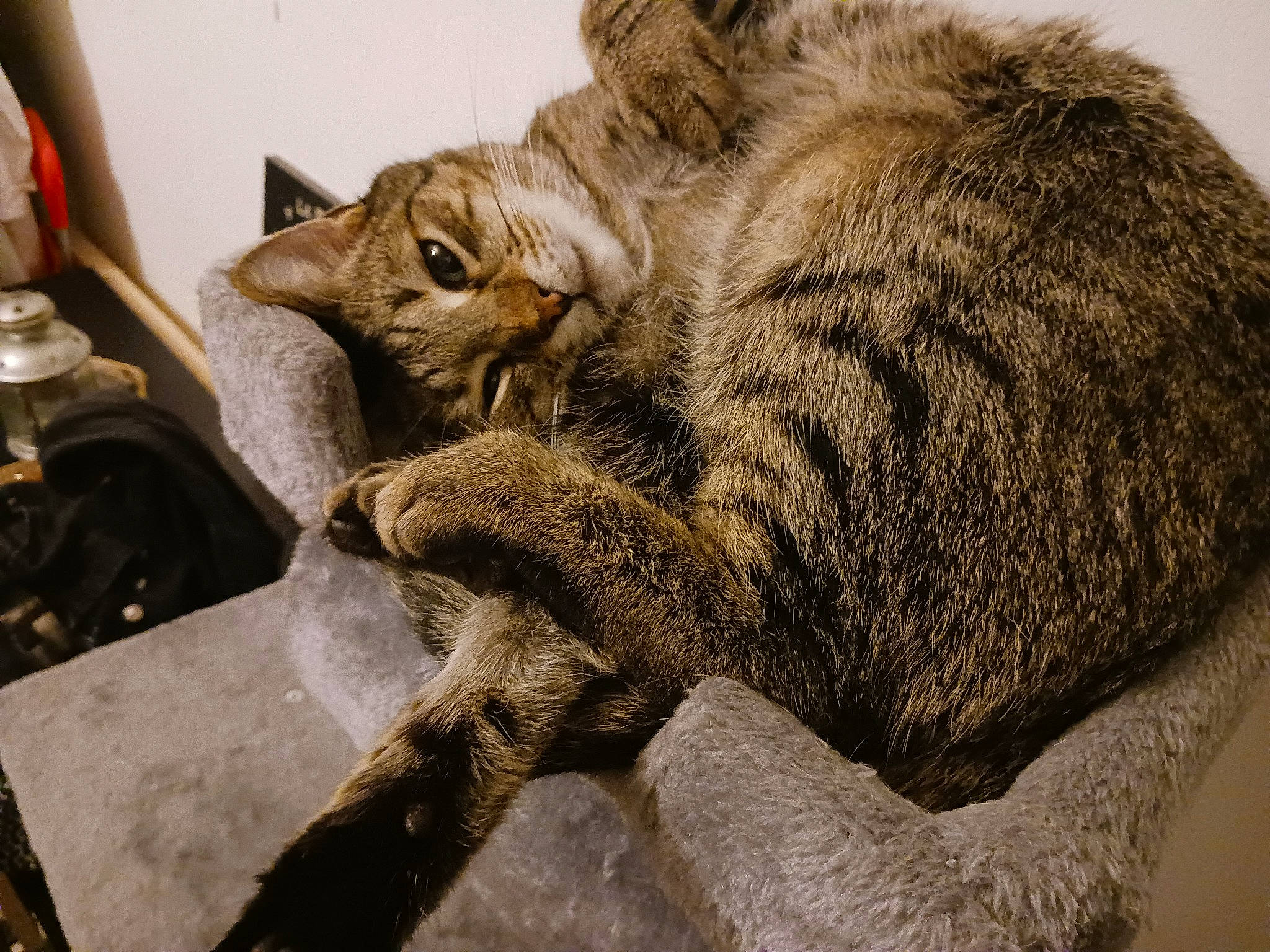 Oksy participe au concours pour gagner de l'argent avec cette photo : carnivore, cat, claw, comfort, domestic_short_haired_cat, felidae, fur, metal, nap, paw, small_to_medium_sized_cats, snout, tail, terrestrial_animal, whiskers, wildlife