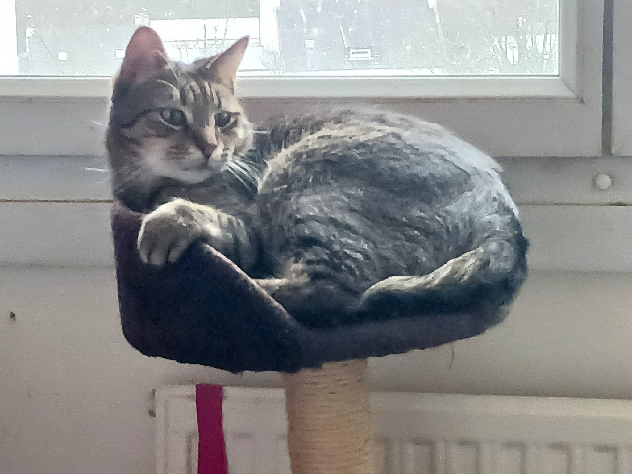 Oksy a rejoint le concours — aidez-le/la à gagner de superbes lots ! carnivore, cat, cat_supply, comfort, domestic_short_haired_cat, felidae, fur, grey, room, sitting, small_to_medium_sized_cats, snout, tail, whiskers, window