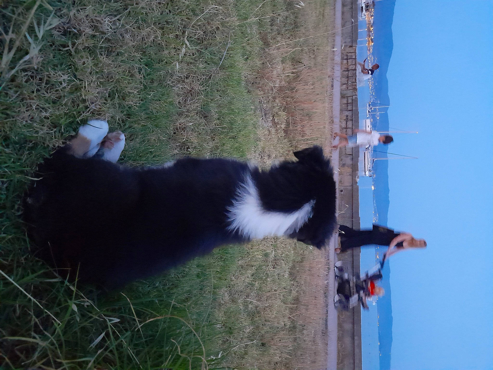 Natsu participe au concours pour gagner de l'argent avec cette photo : canidae, carnivore, collar, dog_breed, felidae, fur, grass, line, plant, shadow, sky, slope, small_to_medium_sized_cats, sporting_group, tail, terrestrial_animal, tree