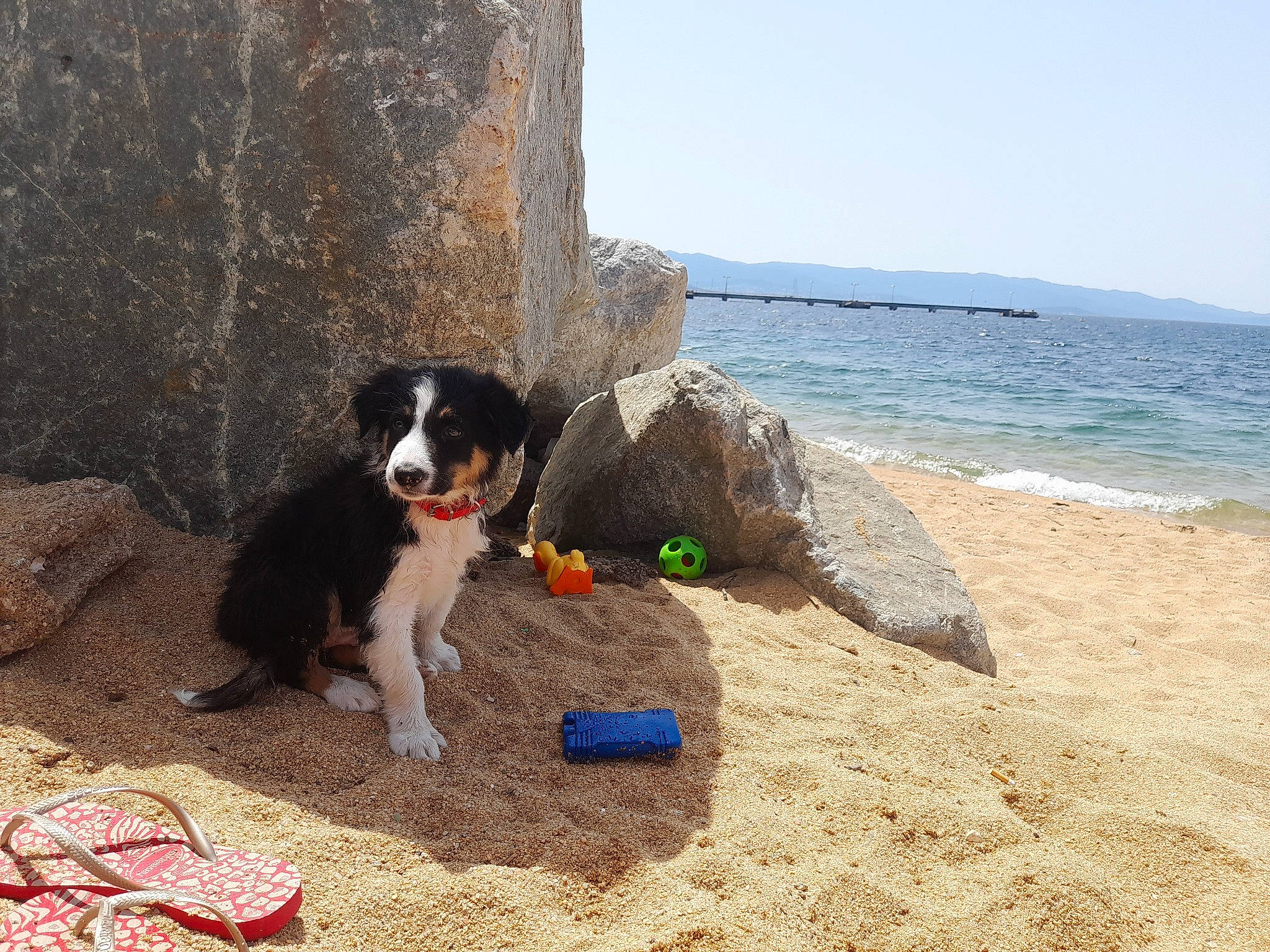 Natsu a rejoint le concours — aidez-le/la à gagner de superbes lots ! ball, beach, canidae, carnivore, companion_dog, dog, dog_breed, dog_supply, herding_dog, leisure, ocean, recreation, rock, sand, sky, soil, sporting_group, tennis_ball, water, wind_wave