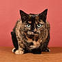 Mila participe au concours pour gagner de l'argent avec cette photo : cat, tortoiseshell_cat, pet, animal, feline, looking_at_camera, indoor, alert, fur, whiskers, ears, green_eyes, table, solid_background, orange_background, close_up, cute, domestic_animal, mammal, portrait