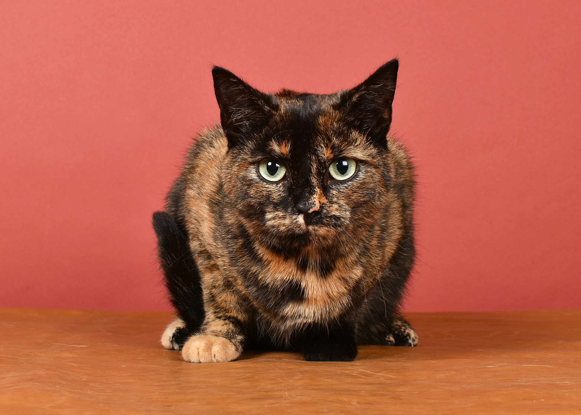 Mila participe au concours pour gagner de l'argent avec cette photo : cat, tortoiseshell_cat, pet, animal, feline, looking_at_camera, indoor, alert, fur, whiskers, ears, green_eyes, table, solid_background, orange_background, close_up, cute, domestic_animal, mammal, portrait