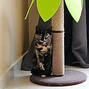 Mila participe au concours pour gagner de l'argent avec cette photo : cat, tortoiseshell, scratching_post, indoor, floor, tile, pet, animal, curious, sitting, furniture, home, plant_shape, green, brown, black, beige, eyes, curtain, corner