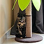 cat, tortoiseshell, scratching_post, indoor, floor, tile, pet, animal, curious, sitting, furniture, home, plant_shape, green, brown, black, beige, eyes, curtain, corner