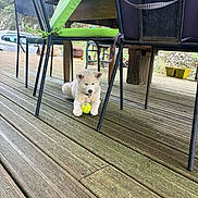 Aupi participe au concours pour gagner de l'argent avec cette photo : puppy, dog, tennis_ball, wooden_deck, outdoor, table, chair, pet, animal, white_dog, playful, resting, furniture, nature, grass, trees, wood, summer, garden, cute