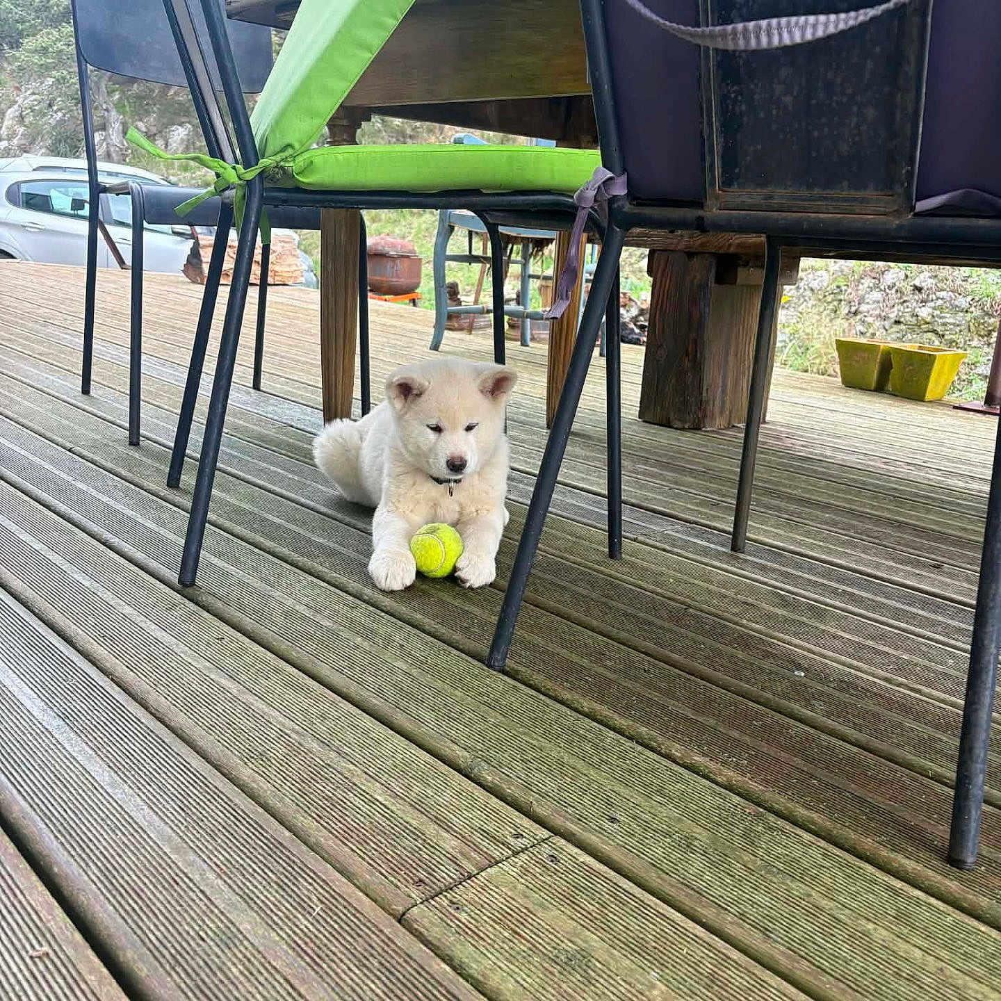 Aupi participe au concours pour gagner de l'argent avec cette photo : animal, chair, cute, dog, furniture, garden, grass, nature, outdoor, pet, playful, puppy, resting, summer, table, tennis_ball, trees, white_dog, wood, wooden_deck