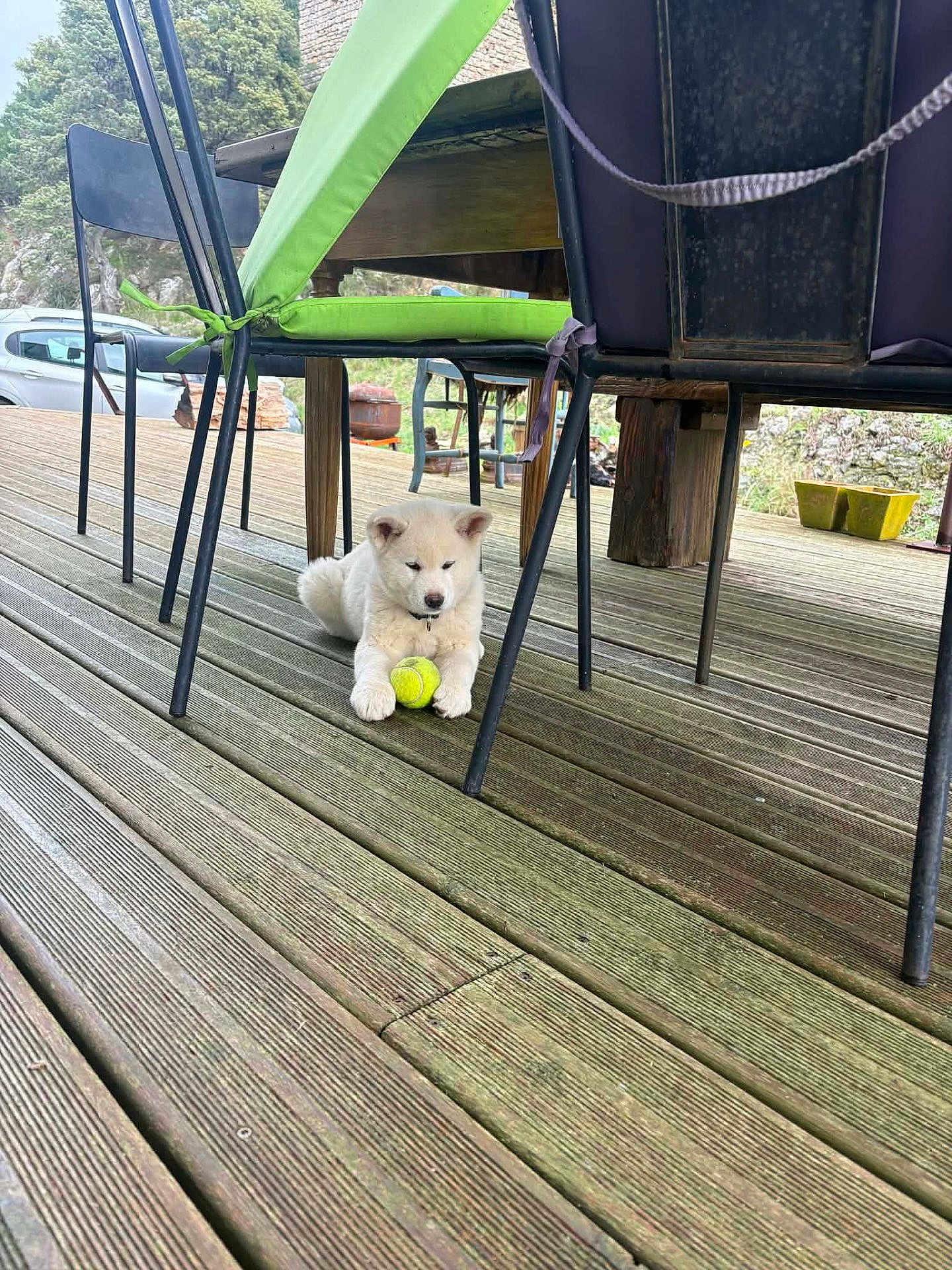 Aupi participe au concours pour gagner de l'argent avec cette photo : puppy, dog, tennis_ball, wooden_deck, outdoor, table, chair, pet, animal, white_dog, playful, resting, furniture, nature, grass, trees, wood, summer, garden, cute