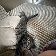 Cali joined the competition — help win amazing prizes! cat, tabby_cat, sleeping, bed, blanket, pillow, indoor, furniture, resting, stretching, fur, striped, cozy, relaxation, soft_lighting, carpet, window, curtains, home, animal