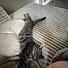 cat, tabby_cat, sleeping, bed, blanket, pillow, indoor, furniture, resting, stretching, fur, striped, cozy, relaxation, soft_lighting, carpet, window, curtains, home, animal