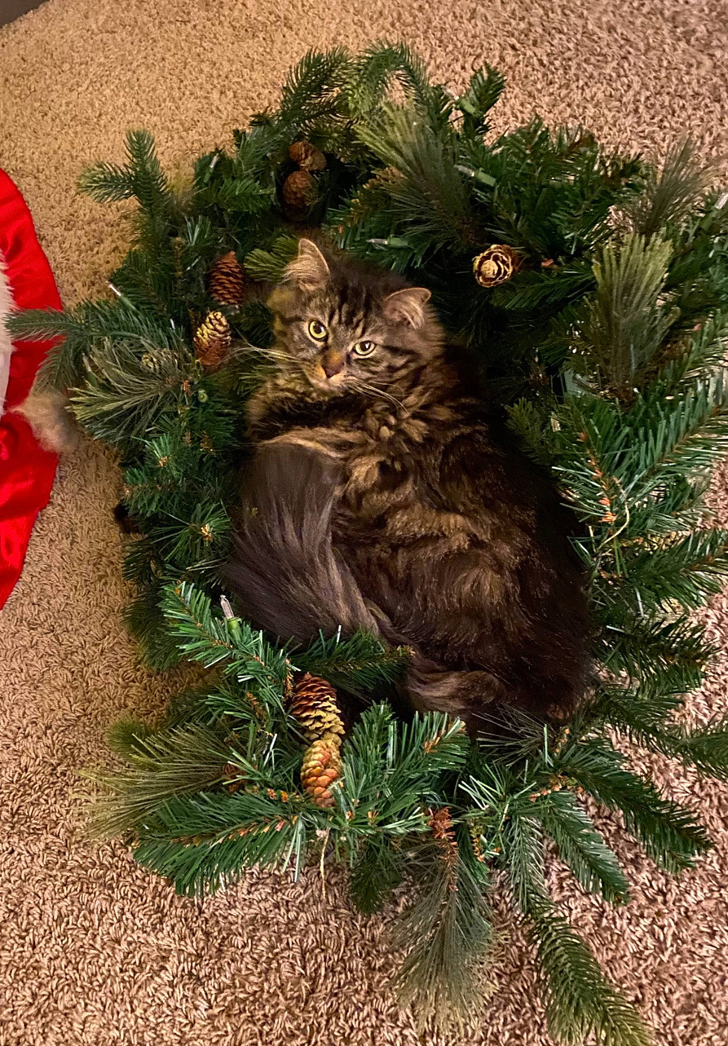 Cupcake joined the competition — help win amazing prizes! art, carnivore, cat, christmas_decoration, christmas_ornament, event, evergreen, fawn, felidae, grass, groundcover, holiday_ornament, larch, ornament, plant, small_to_medium_sized_cats, tail, tree, twig, whiskers