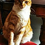 Simba a rejoint le concours — aidez-le/la à gagner de superbes lots ! abyssinian, animal, architecture, armchair, building, cat, chair, couch, cushion, furniture, hardwood, homedecor, indoors, livingroom, manx, pet, plywood, room, table, wood