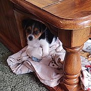 Rudy Hall joined the competition — help win amazing prizes! puppy, dog, blanket, wooden_table, carpet, indoor, pet, cute, small_dog, fur, floor, home, cozy, resting, animal, looking, curious, young, brown, black_and_white