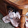 puppy, dog, blanket, wooden_table, carpet, indoor, pet, cute, small_dog, fur, floor, home, cozy, resting, animal, looking, curious, young, brown, black_and_white