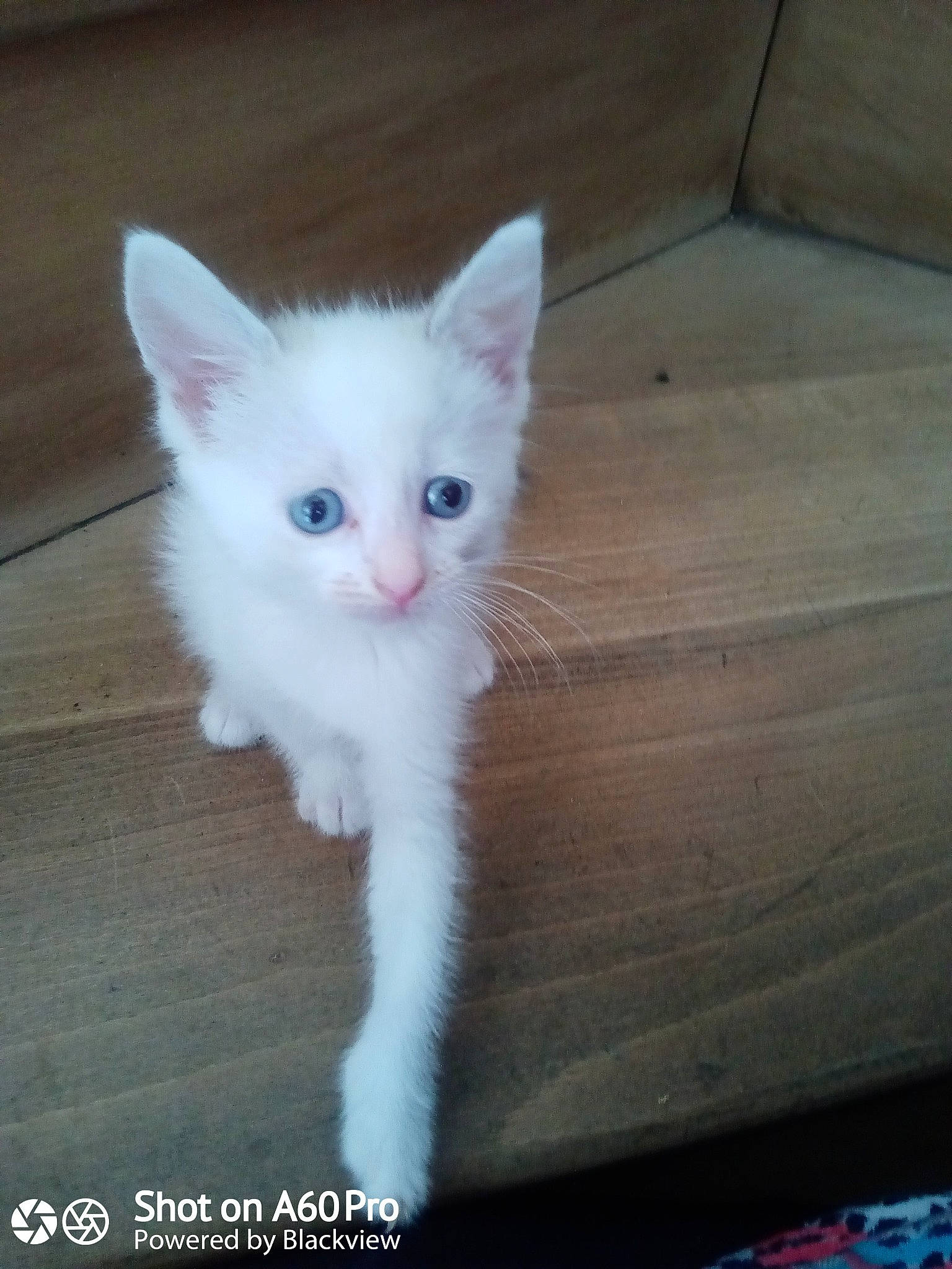 Neige participe au concours pour gagner de l'argent avec cette photo : aegean_cat, carnivore, cat, ear, eye, felidae, javanese, khao_manee, kitten, mammal, norwegian_forest_cat, ojos_azules, photo_caption, ragdoll, small_to_medium_sized_cats, tail, turkish_angora, turkish_van, vertebrate, whiskers