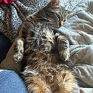 Cookie joined the competition — help win amazing prizes! animal, bed, blanket, cat, comfort, cozy, domestic_cat, feline, fluffy, fur, indoor, lying_down, paw, pet, relaxed, resting, sleepy, striped, tabby_cat, whiskers