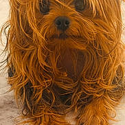 Sofhi a rejoint le concours — aidez-le/la à gagner de superbes lots ! adorable, animal, brown, close_up, curious, cute, dog, ears, face, fluffy, fur, indoor, long_hair, lying_down, mammal, paws, pet, portrait, small_dog, whiskers